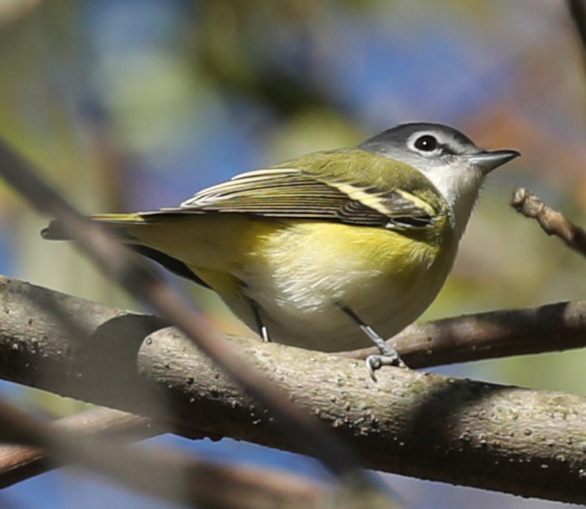 Blue-headed Vireo - ML643189274
