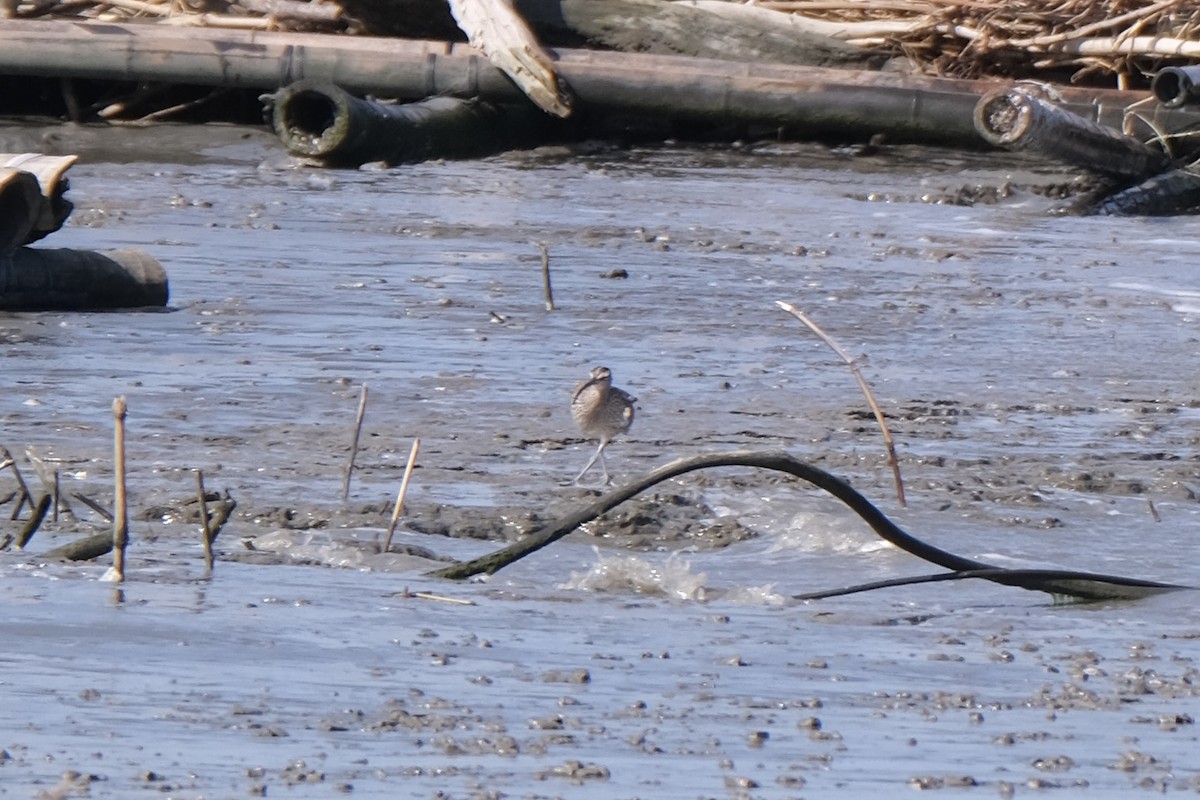 Whimbrel - ML643189279