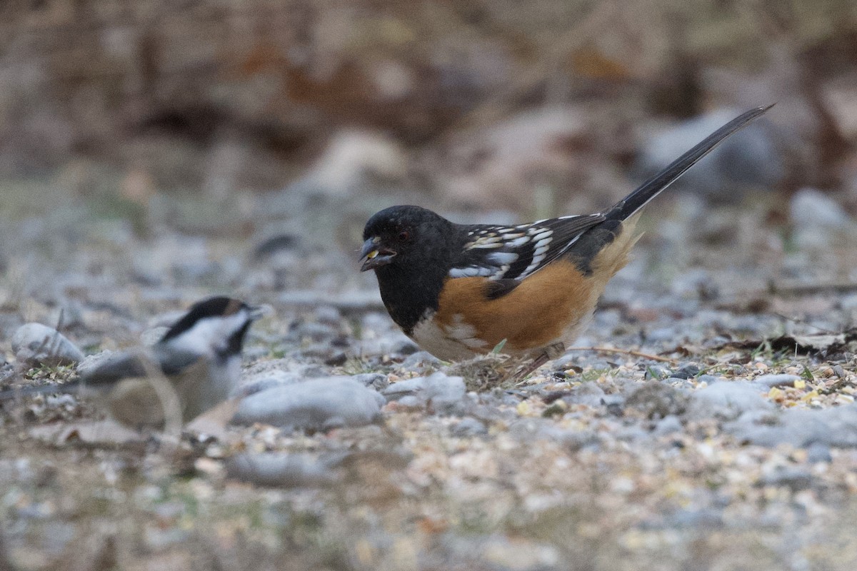 Spotted Towhee - ML643189287