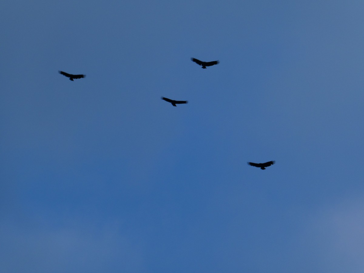 Black Vulture - ML643189291
