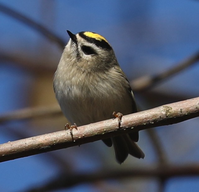 Golden-crowned Kinglet - ML643189292