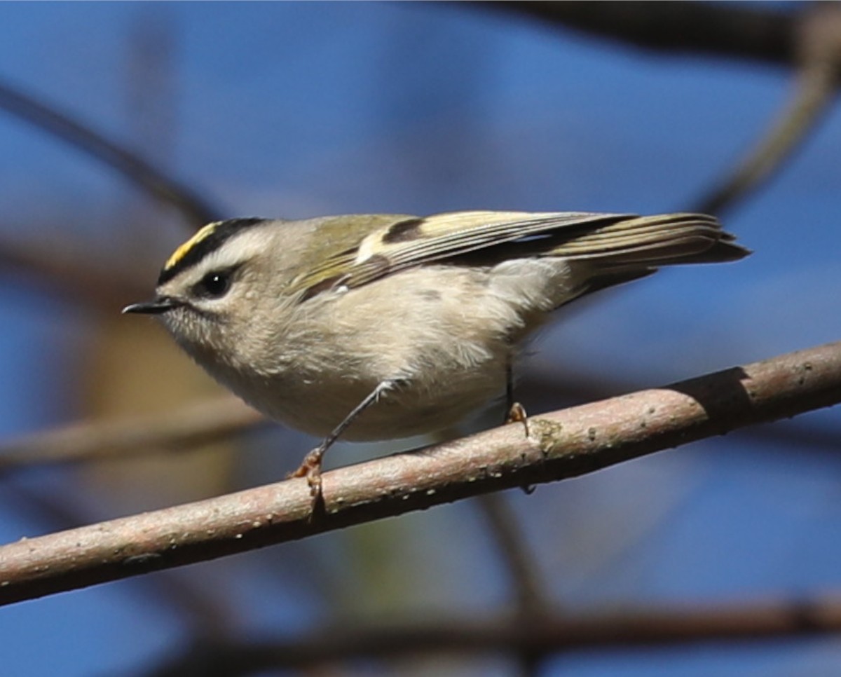 Golden-crowned Kinglet - ML643189293