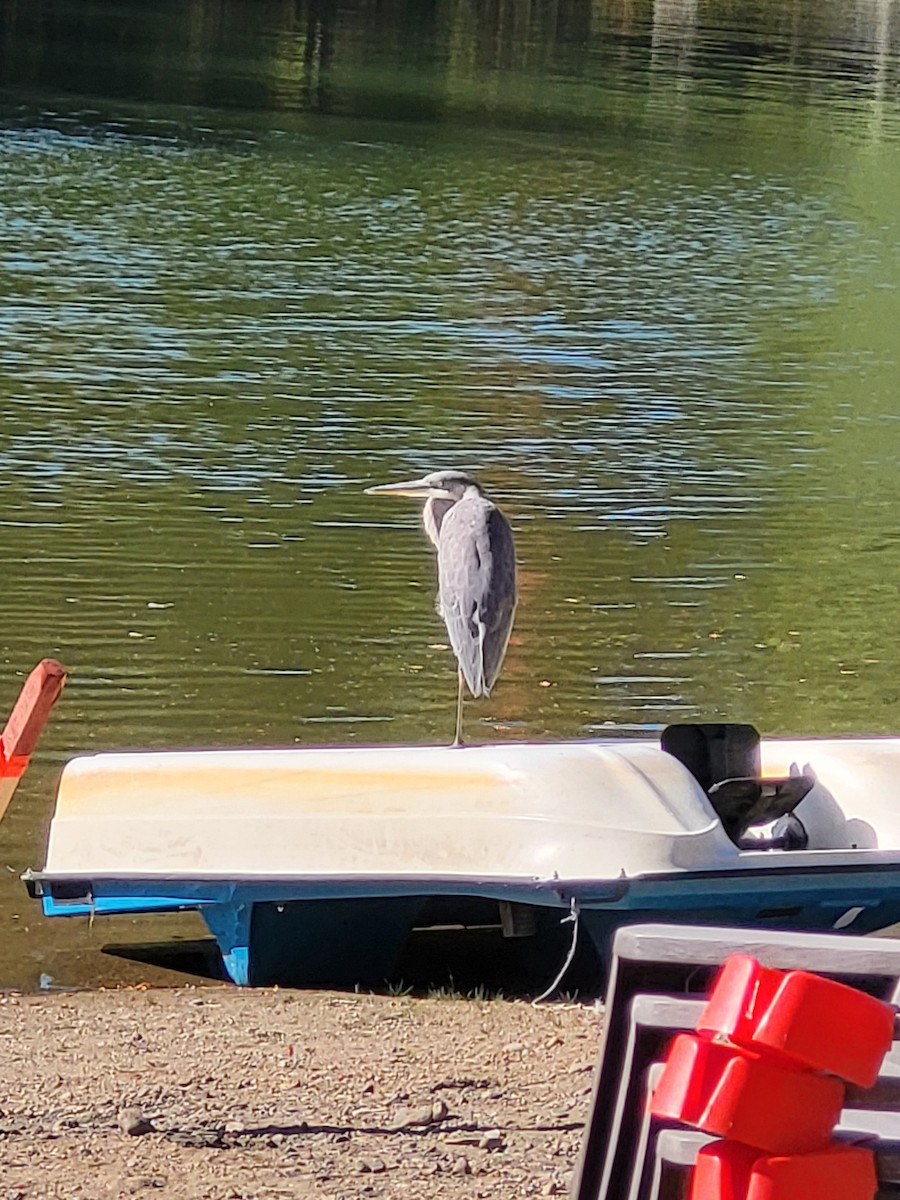 Great Blue Heron - ML643189294