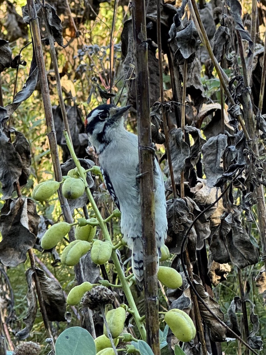 Downy Woodpecker - ML643189295