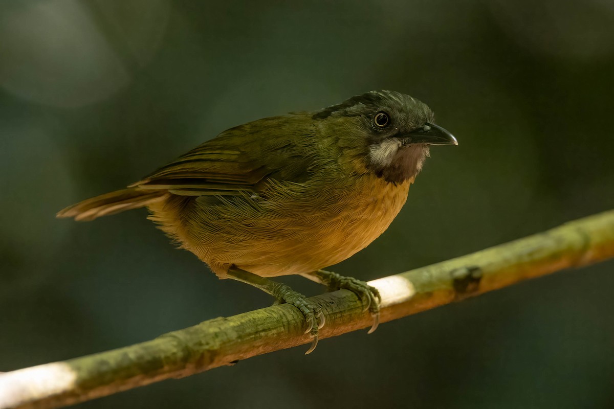 Gray-throated Babbler - ML643189299