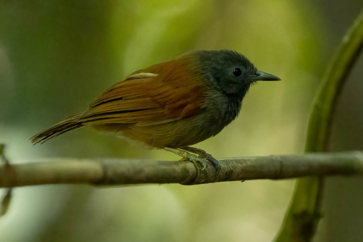 Gray-hooded Babbler - ML643189303