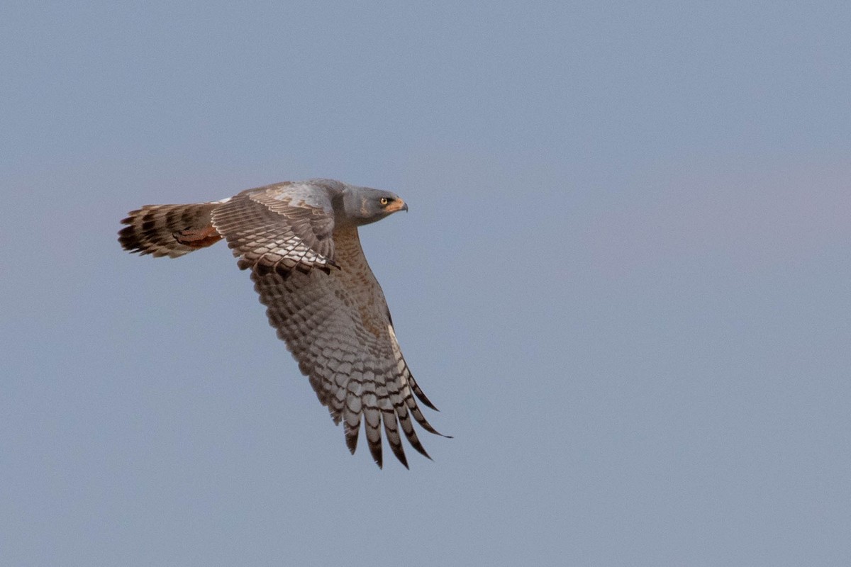 Pale Chanting-Goshawk - ML643189309