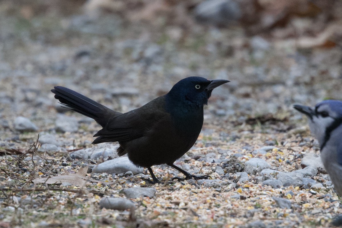 Common Grackle - ML643189320