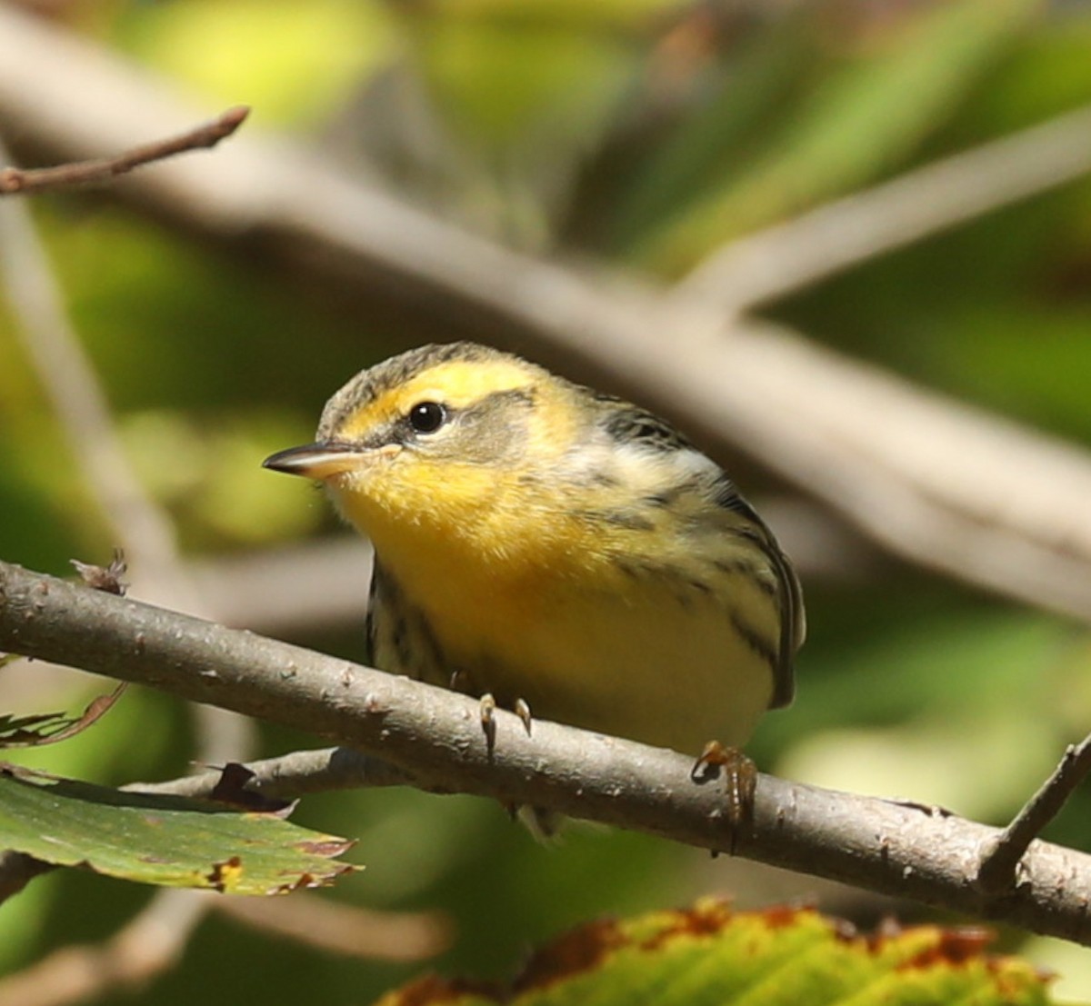 Blackburnian Warbler - ML643189350