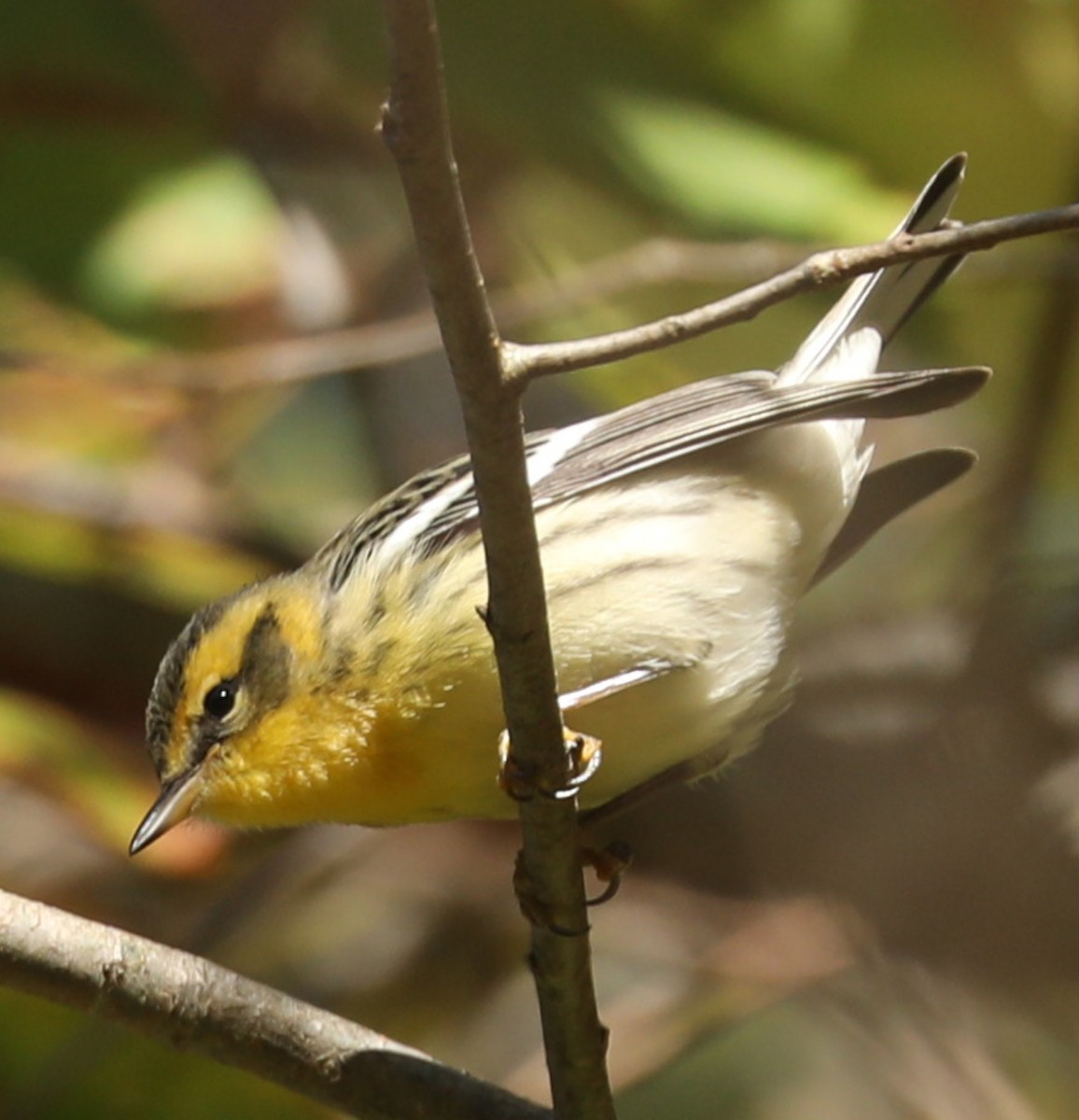 Blackburnian Warbler - ML643189351
