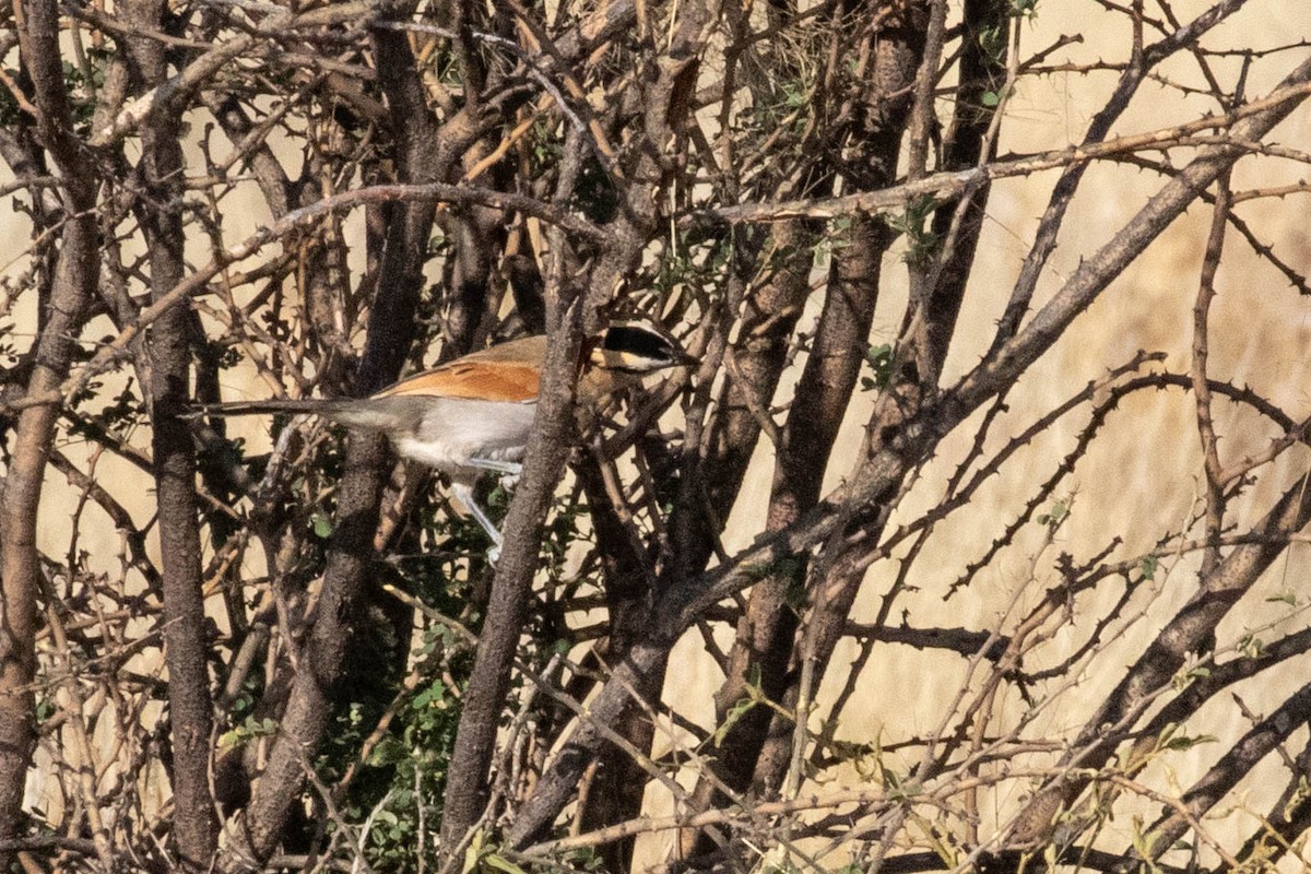 Black-crowned Tchagra - ML643189367