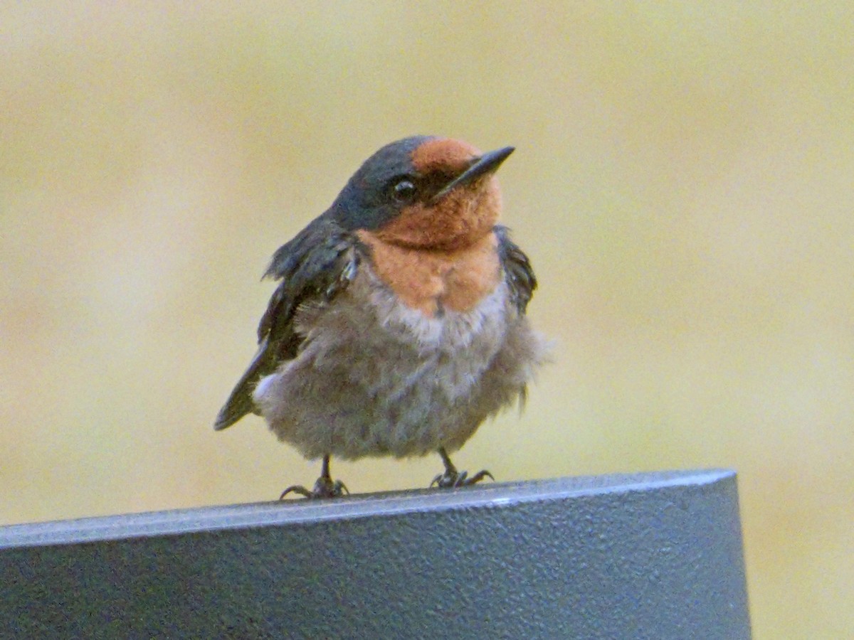 Pacific Swallow - ML643189369