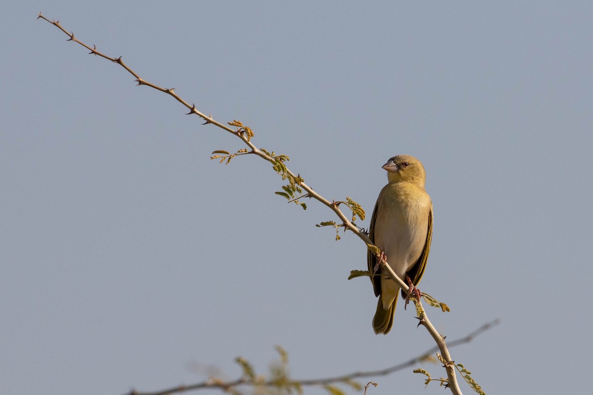 Southern Masked-Weaver - ML643189372