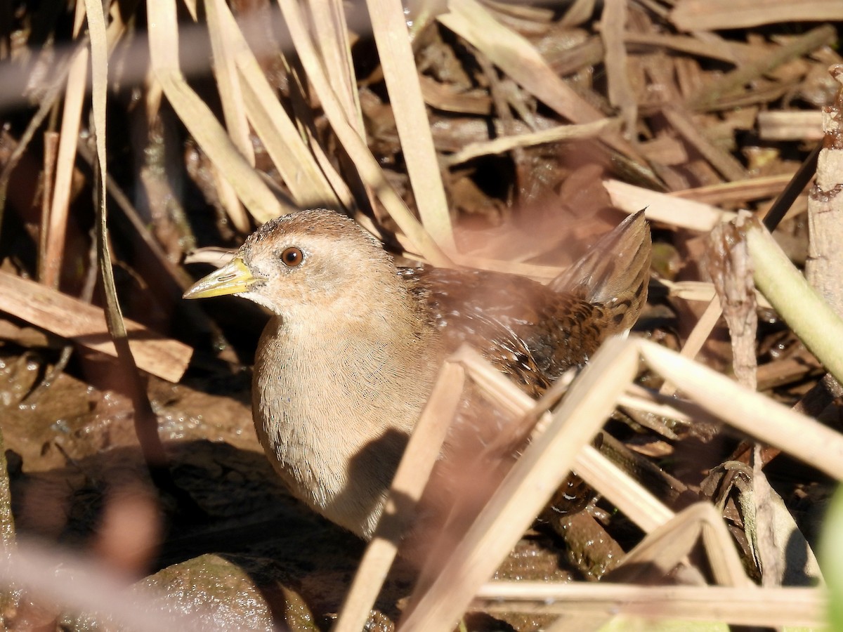 Sora - ML643189379
