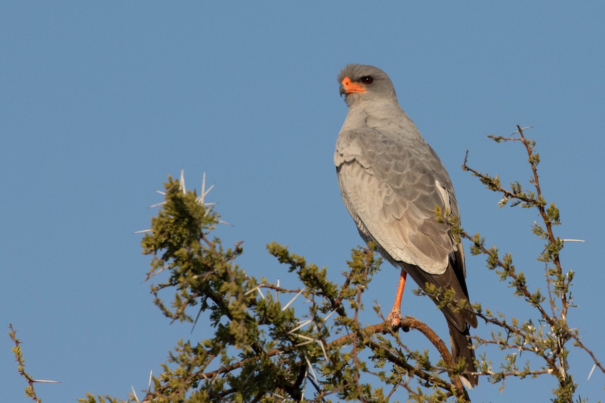 Pale Chanting-Goshawk - ML643189380