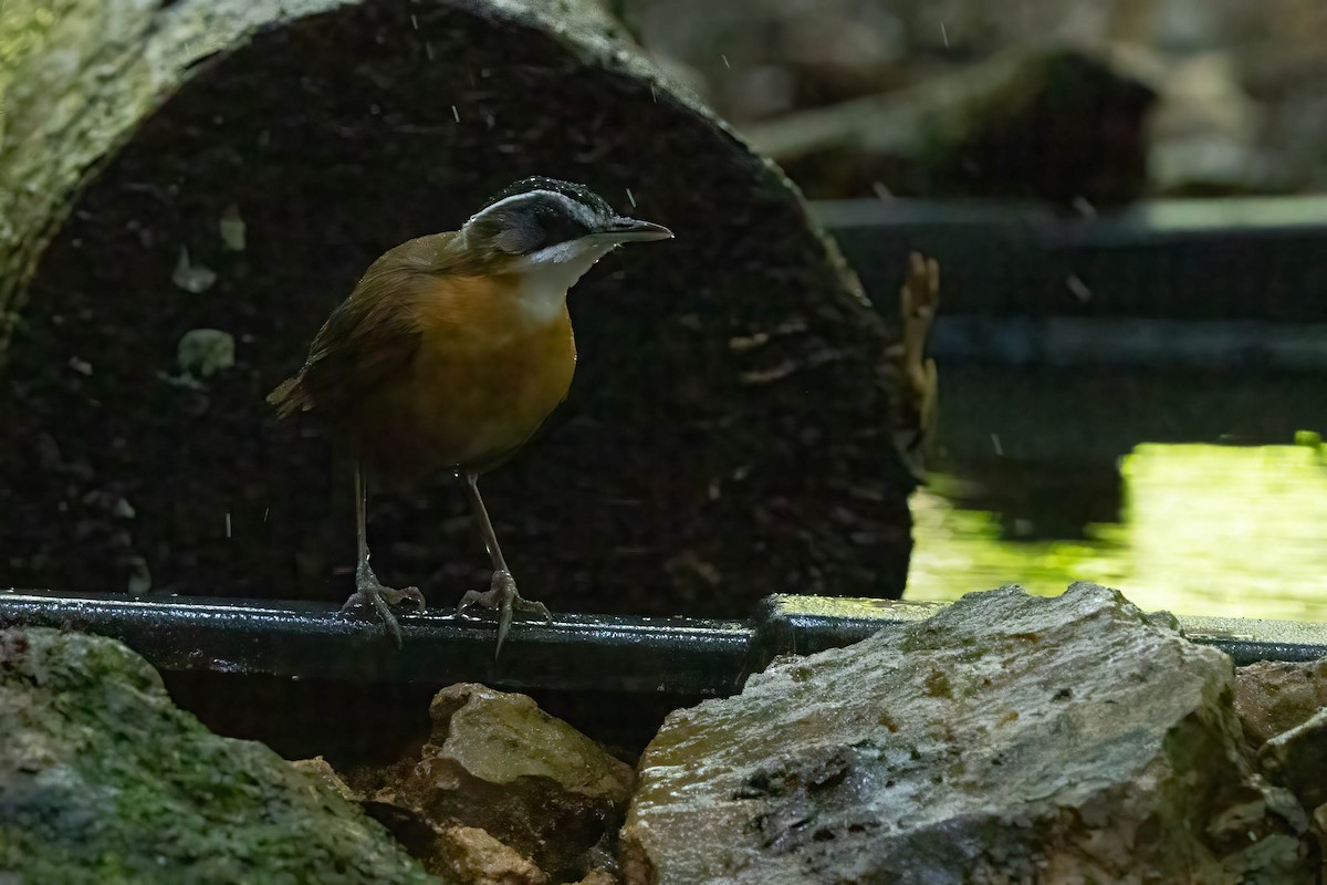 Bornean Black-capped Babbler - ML643189395