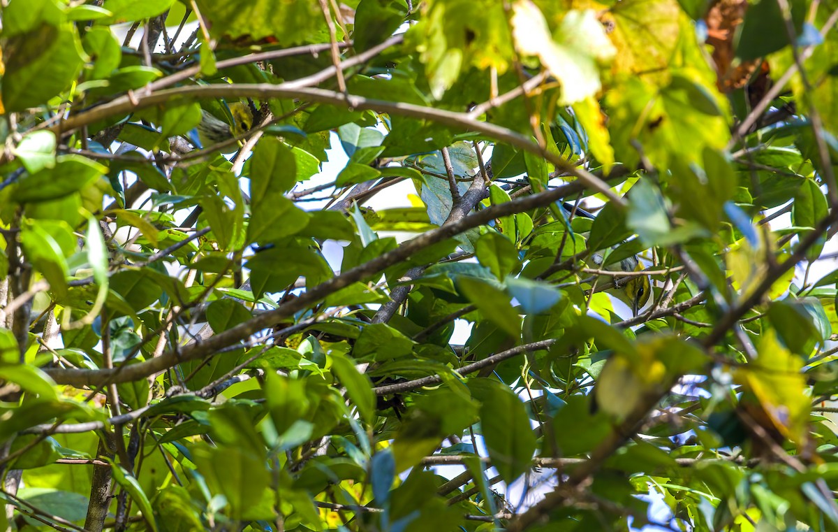 Black-throated Green Warbler - ML643189398
