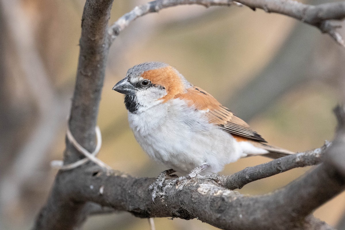 Gorrión Grande - ML643189401