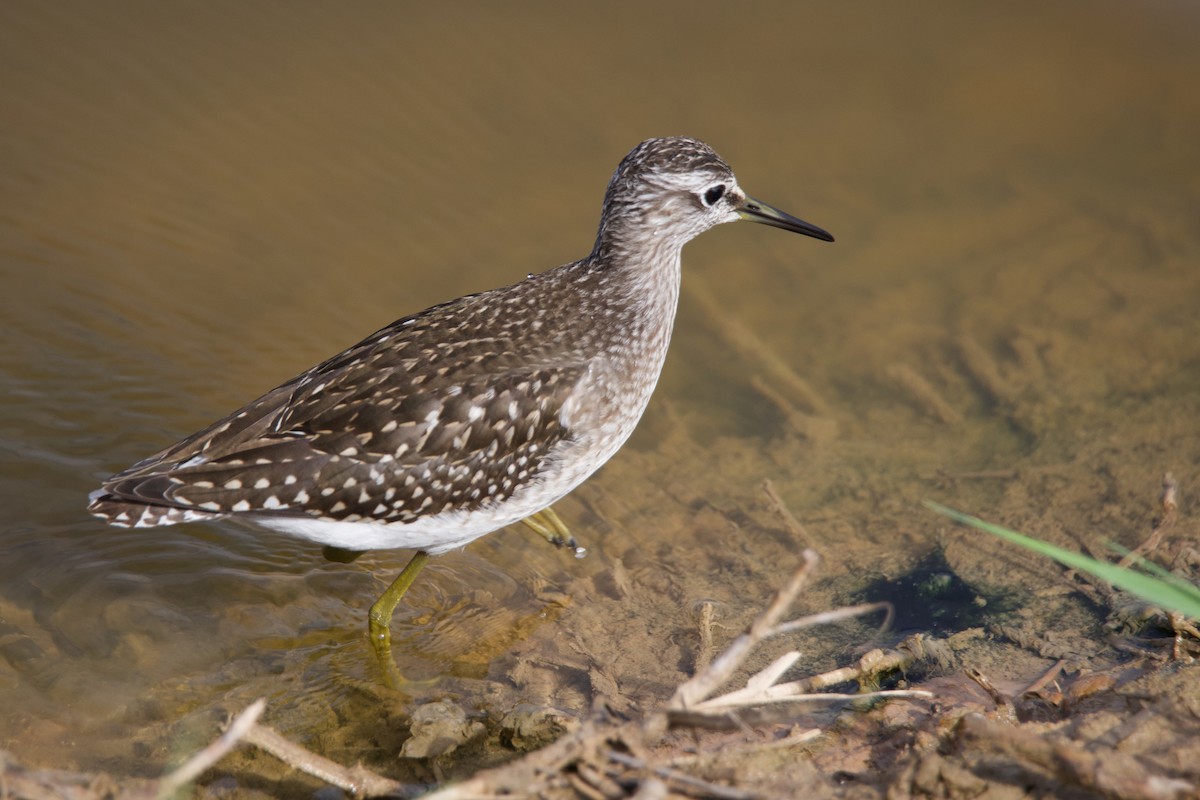Wood Sandpiper - ML643189414