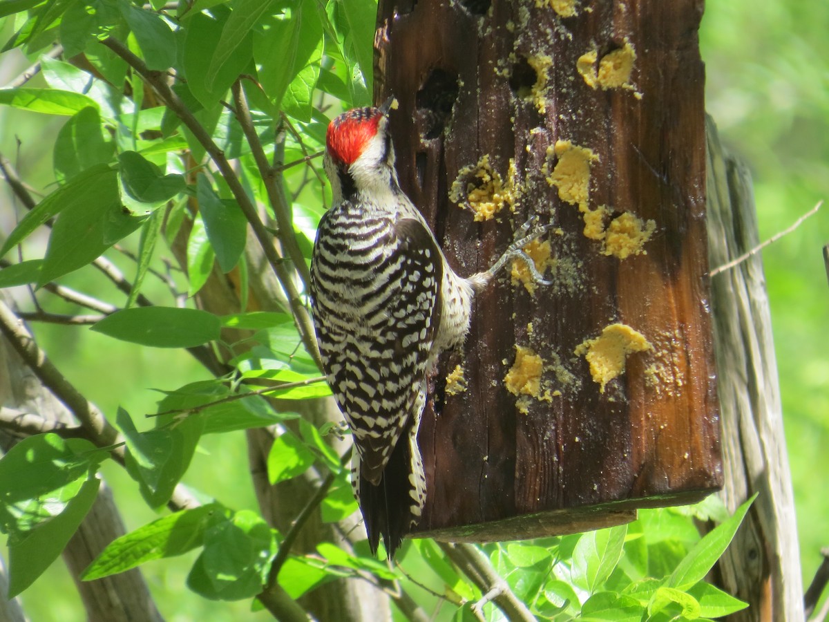 Ladder-backed Woodpecker - ML643189427