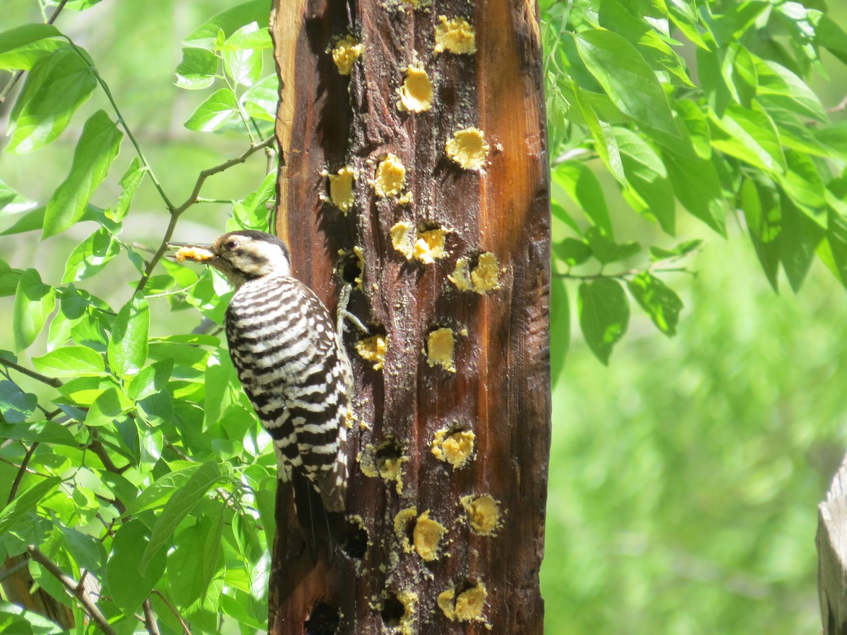 Ladder-backed Woodpecker - ML643189438