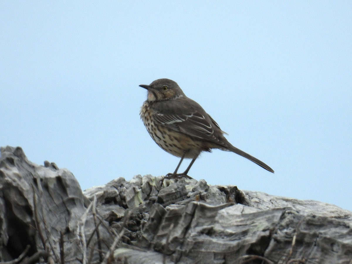 Sage Thrasher - ML643189440