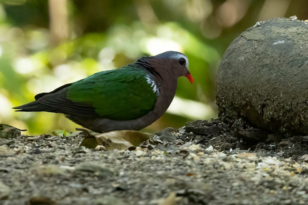 Asian Emerald Dove - ML643189442