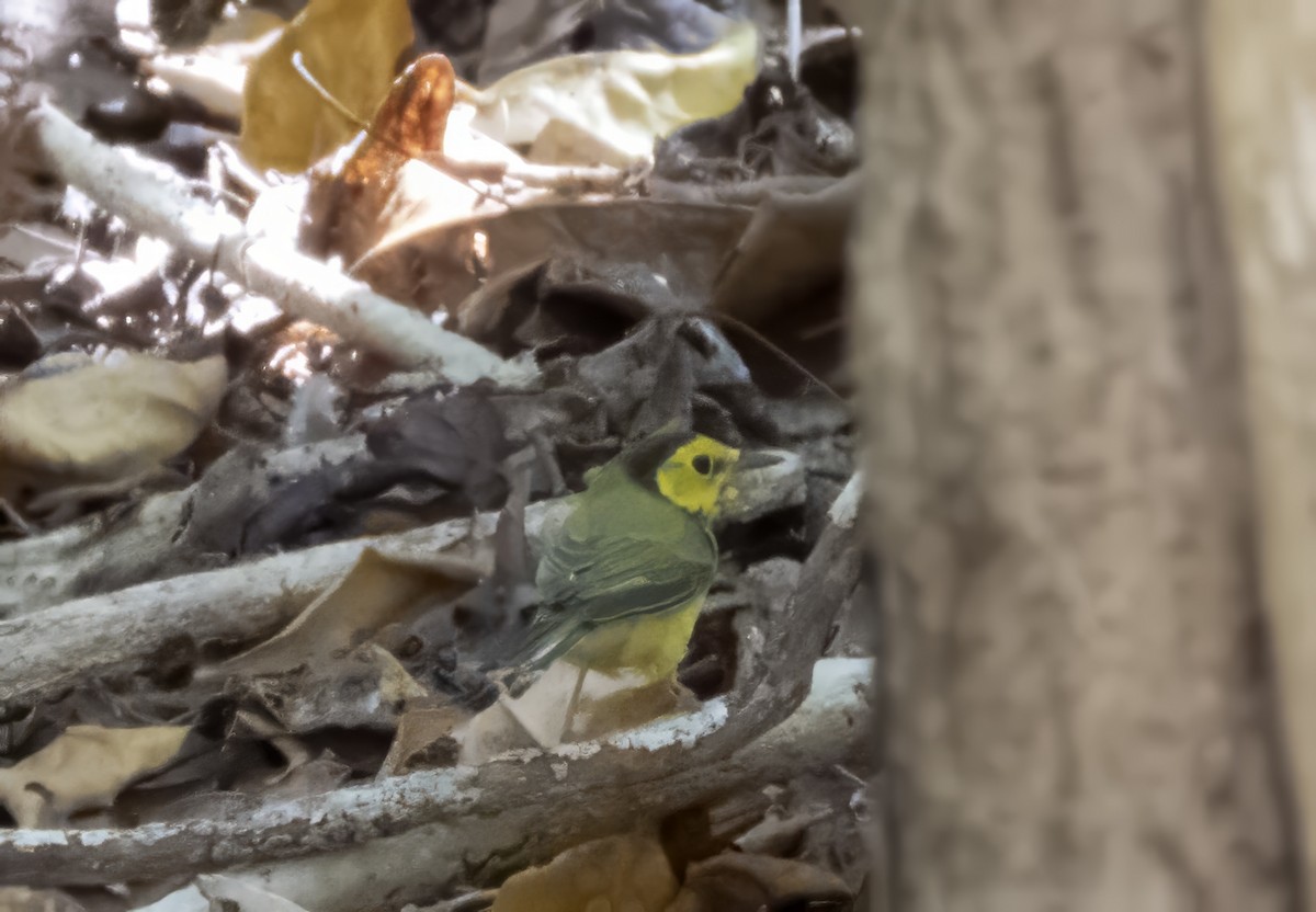 Hooded Warbler - ML643189456