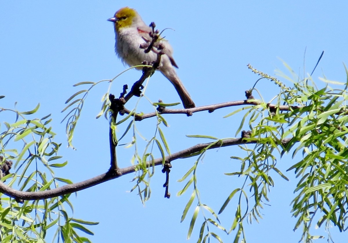 Verdin - ML643189458