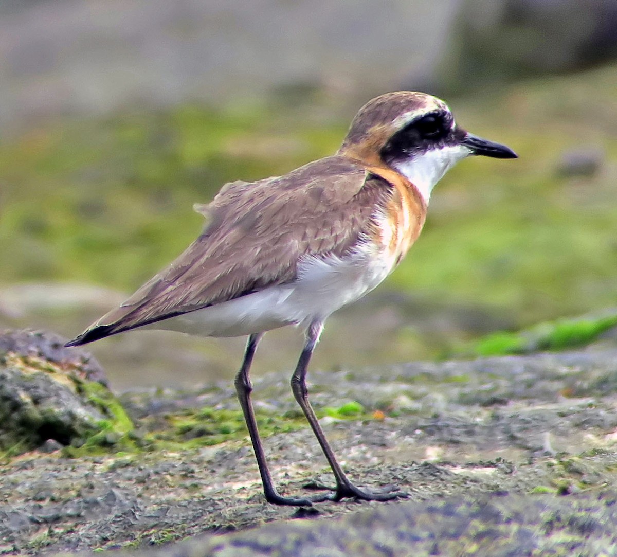 Tibetan Sand-Plover - ML643189461