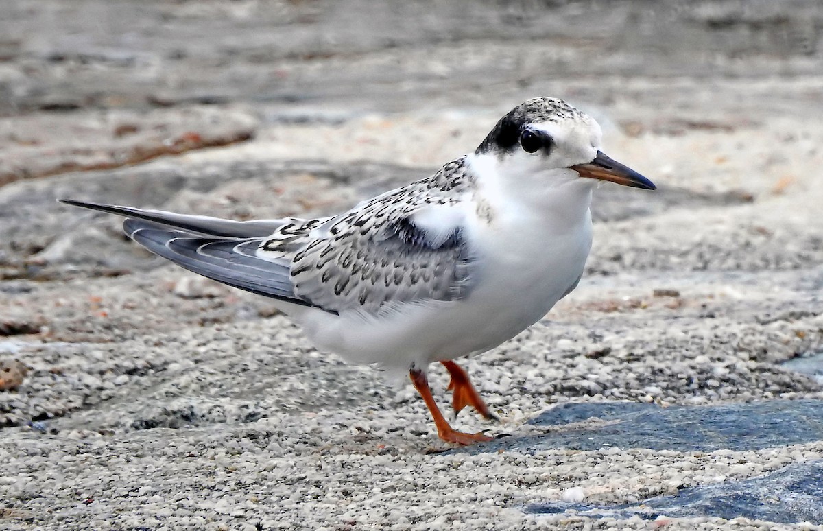 Little Tern - ML643189471