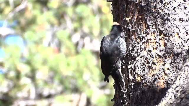 Black-backed Woodpecker - ML643189479