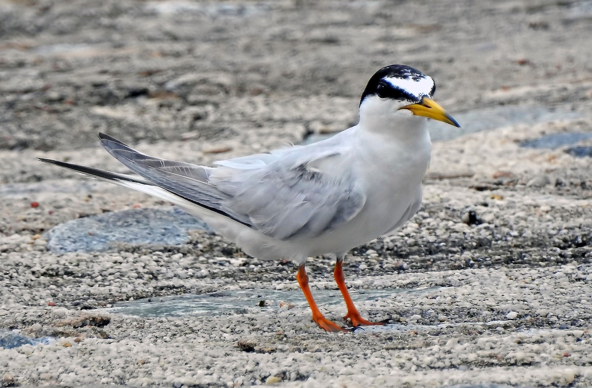 Little Tern - ML643189481