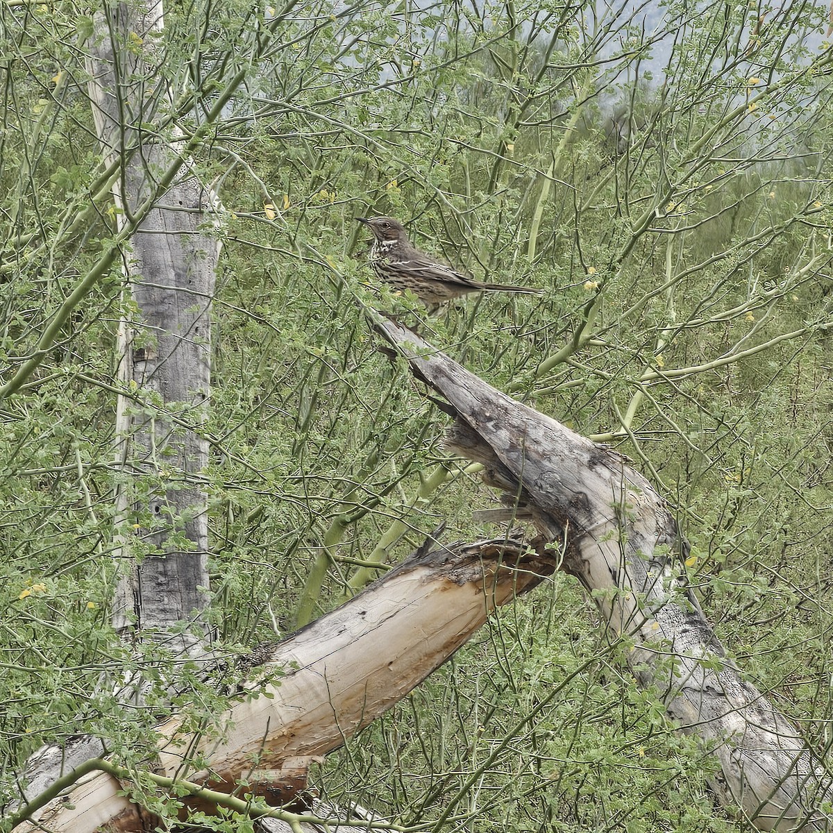 Sage Thrasher - ML643189483