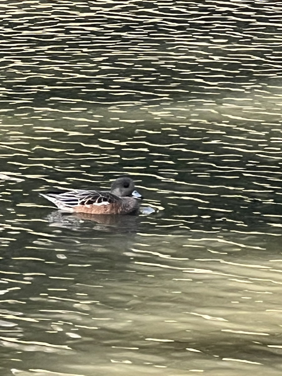 American Wigeon - ML643189495