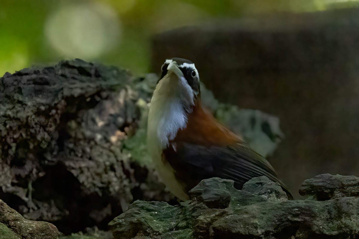 Sunda Scimitar-Babbler - ML643189500