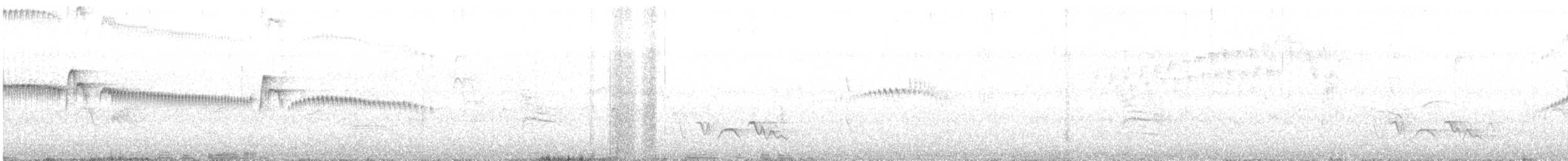 Plain Tyrannulet - ML643189502