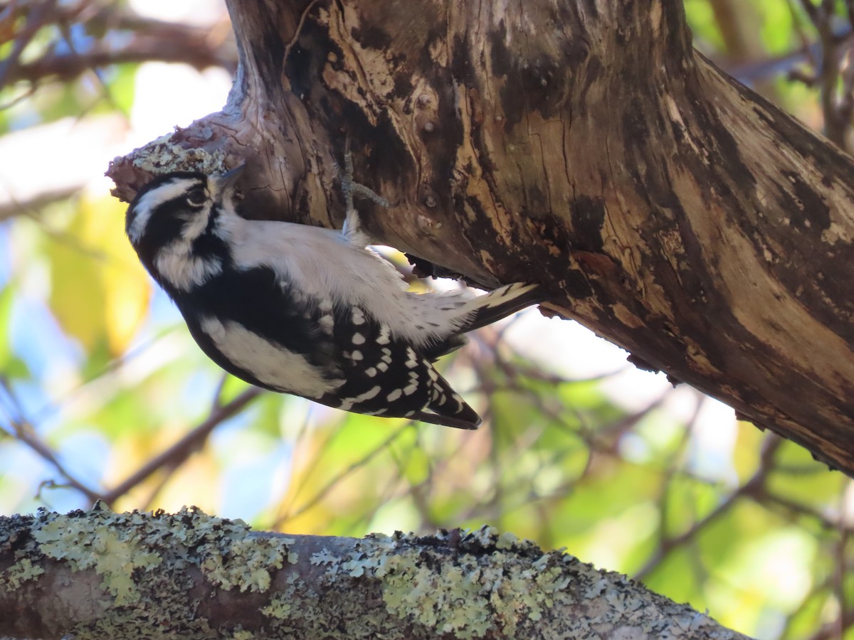 Downy Woodpecker - ML643189524