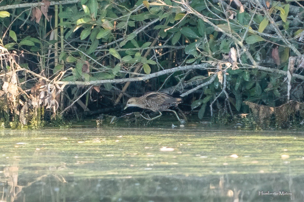 Little Crake - ML643189525