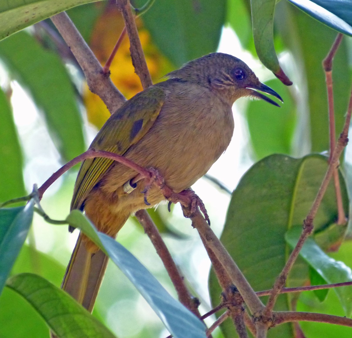Olive-winged Bulbul - ML643189543