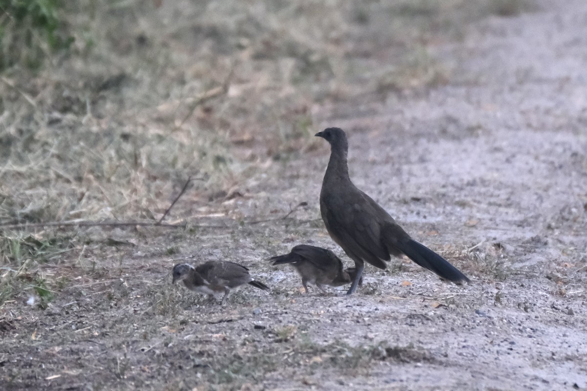 Plain Chachalaca - ML643189567
