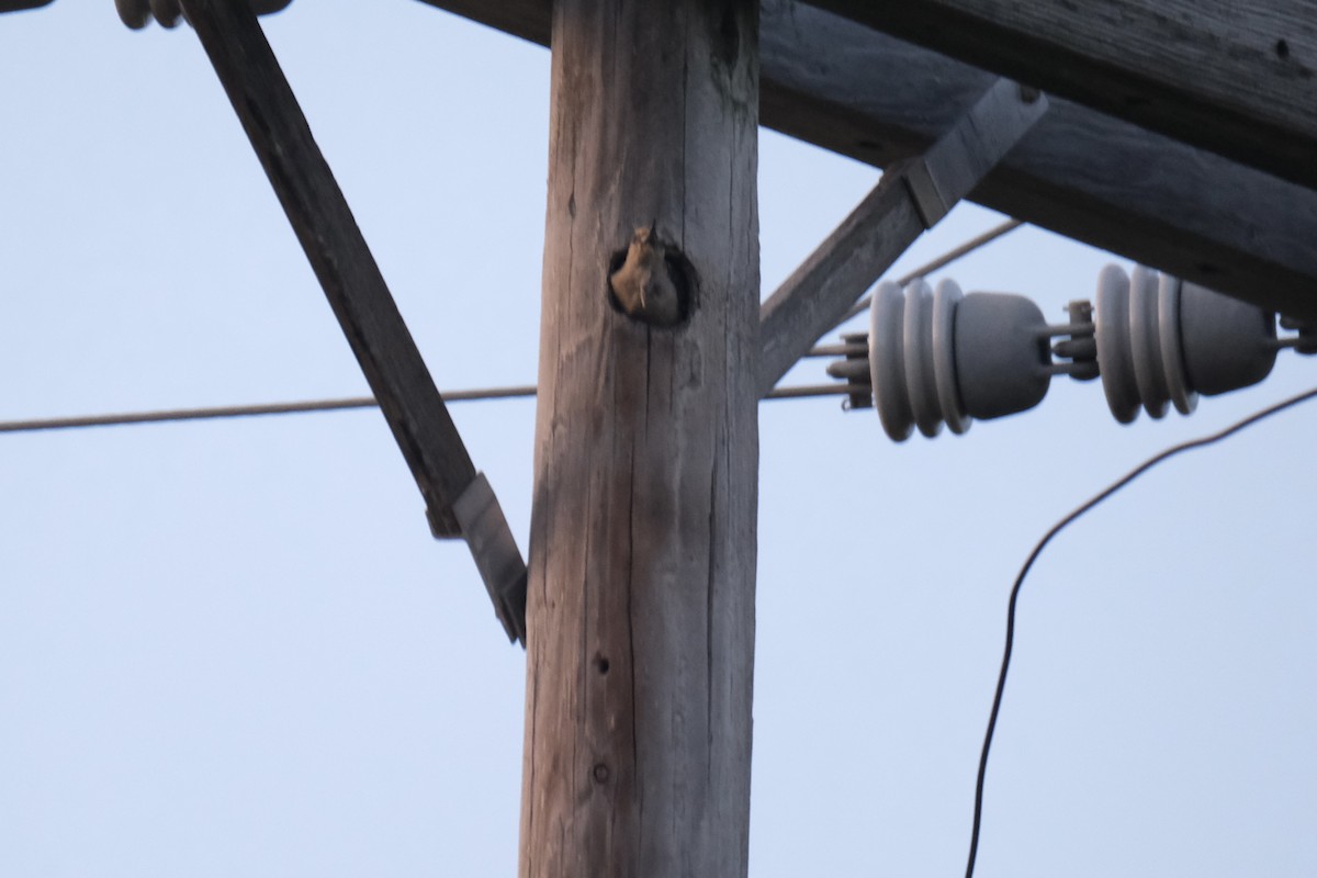 Golden-fronted Woodpecker - ML643189568