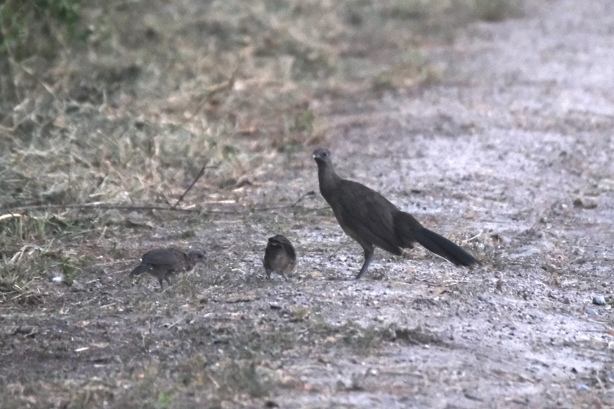 Plain Chachalaca - ML643189569
