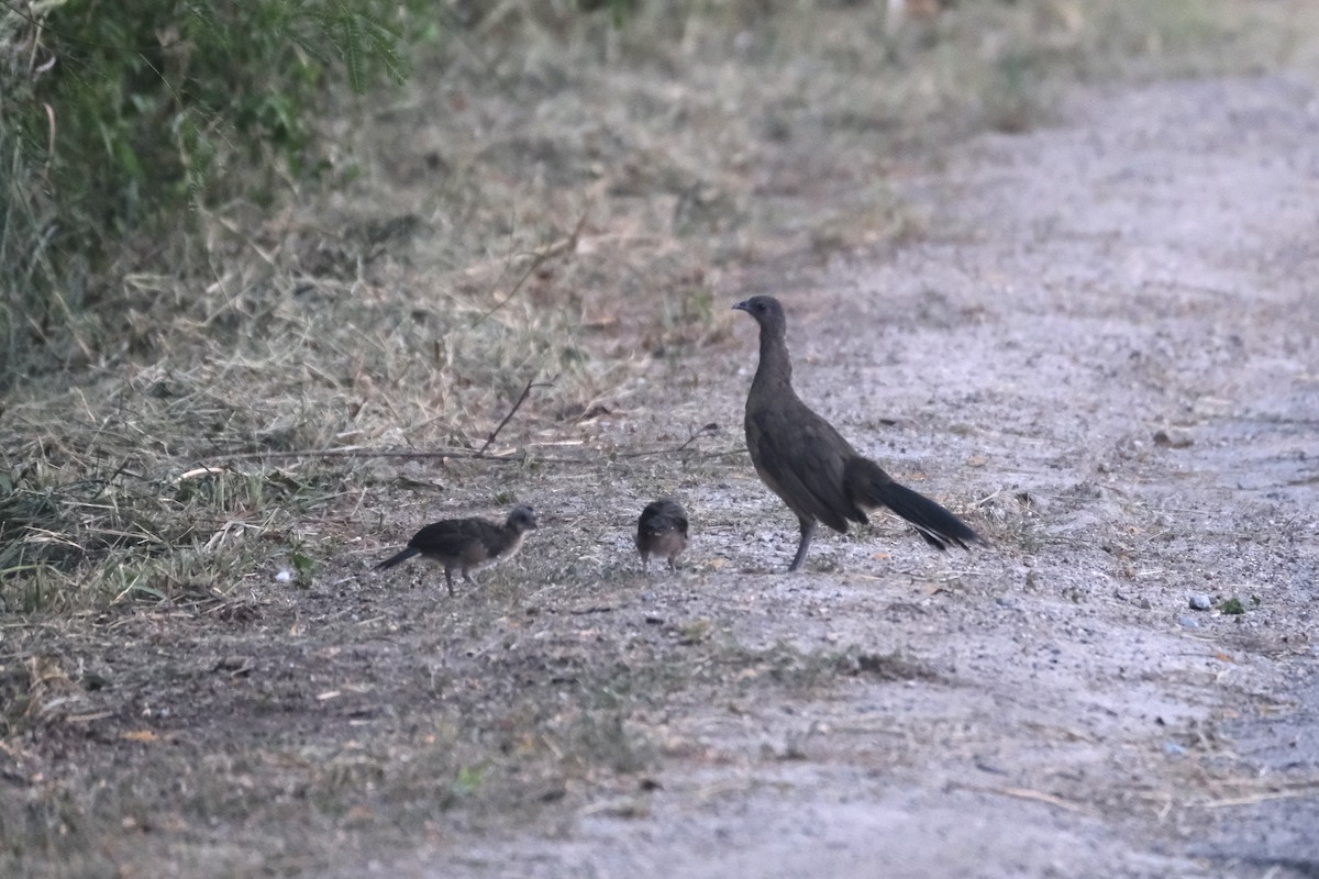 Plain Chachalaca - ML643189570