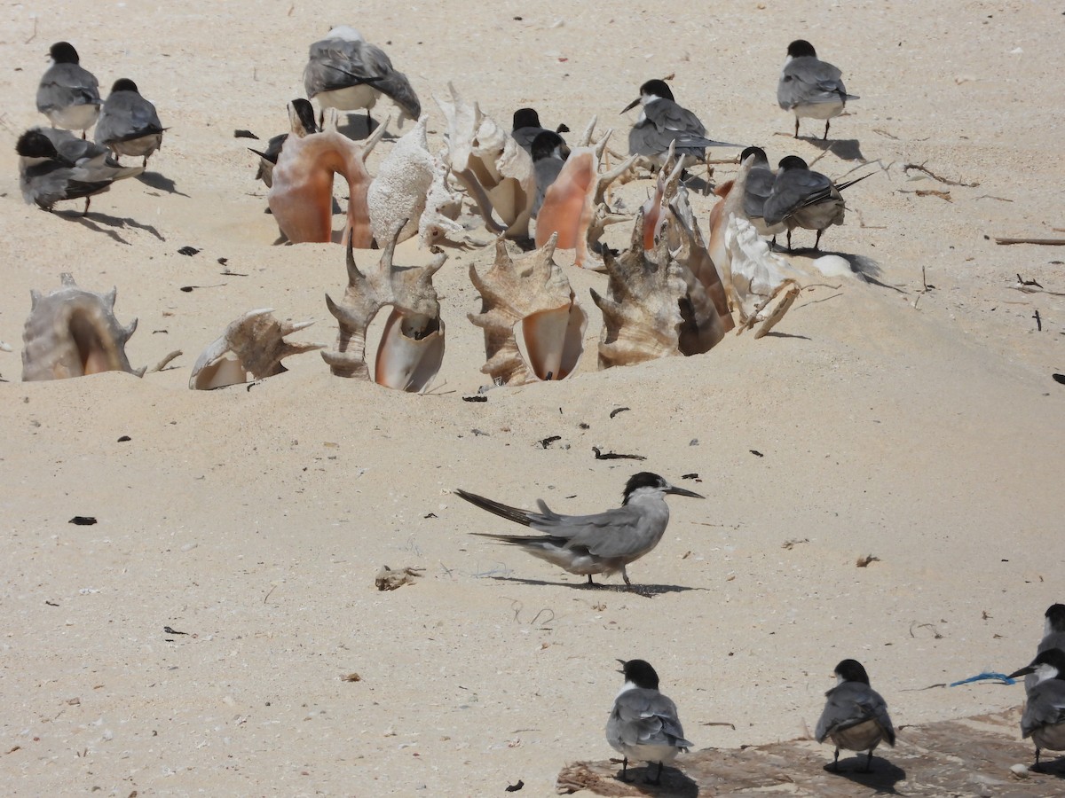 White-cheeked Tern - ML643189571