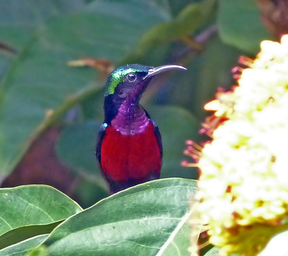 Van Hasselt's Sunbird - ML643189573