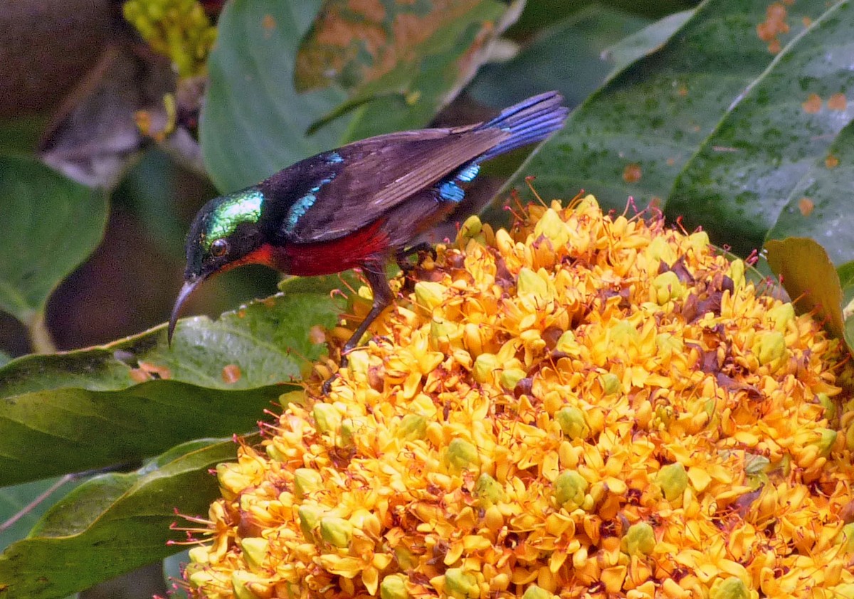 Van Hasselt's Sunbird - ML643189580