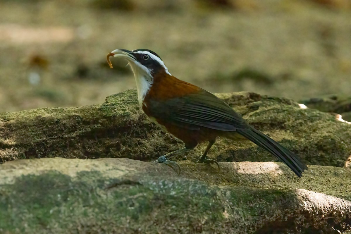 Sunda Scimitar-Babbler - ML643189609