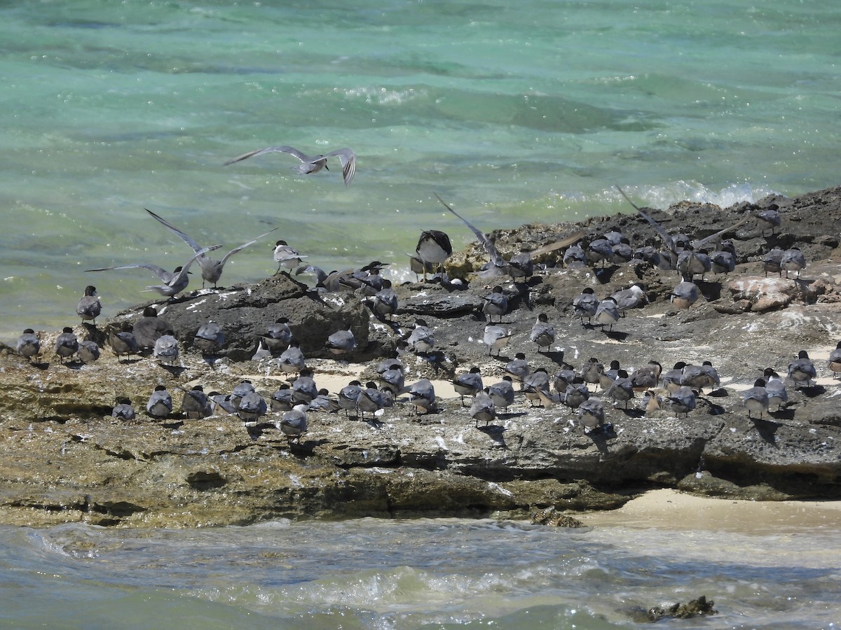 White-cheeked Tern - ML643189611