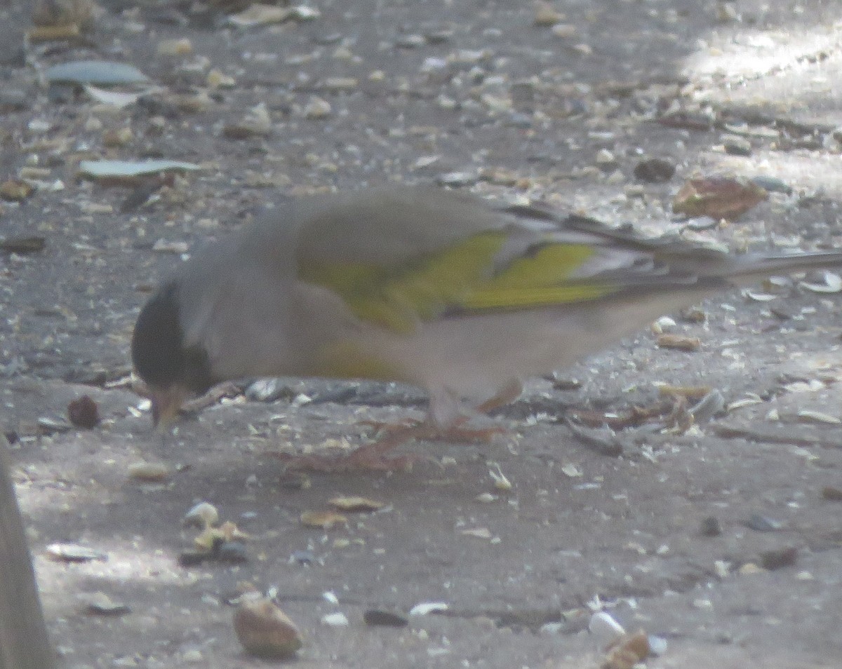 Lawrence's Goldfinch - ML643189627